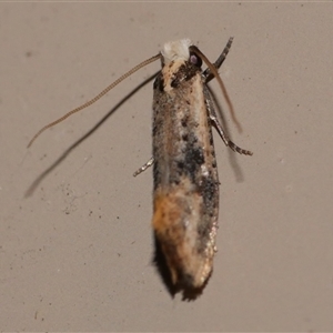 Monopis argillacea at Freshwater Creek, VIC - 21 Jan 2021 11:01 PM