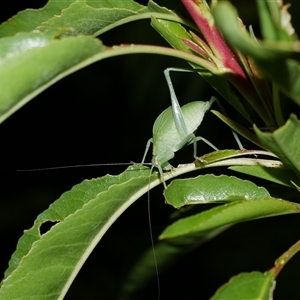 Unidentified at suppressed - 21 Jan 2021