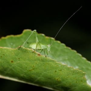 Caedicia simplex at Freshwater Creek, VIC by WendyEM