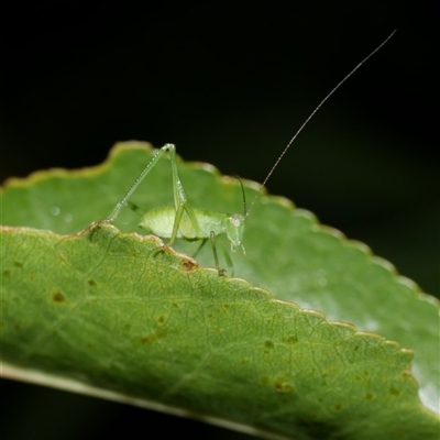 Caedicia simplex at Freshwater Creek, VIC - 21 Jan 2021 by WendyEM