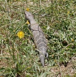 Tiliqua scincoides scincoides at Freshwater Creek, VIC - 23 Jan 2021