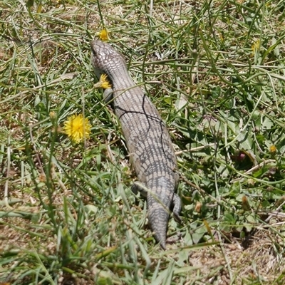 Tiliqua scincoides scincoides (Eastern Blue-tongue) at Freshwater Creek, VIC - 23 Jan 2021 by WendyEM