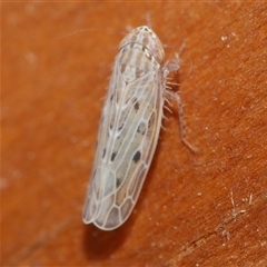 Maiestas vetus (A leafhopper) at Freshwater Creek, VIC - 21 Jan 2021 by WendyEM