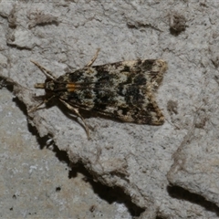 Scoparia crocospila at Freshwater Creek, VIC - 17 Jan 2021 by WendyEM