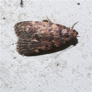 Mimaglossa nauplialis and habitalis at Freshwater Creek, VIC - 21 Jan 2021