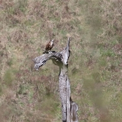 Falco berigora (Brown Falcon) at Strathnairn, ACT - 9 Oct 2024 by TimL