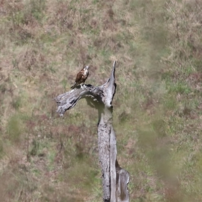 Falco berigora (Brown Falcon) at Strathnairn, ACT - 10 Oct 2024 by TimL