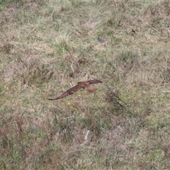 Falco berigora at Strathnairn, ACT - 10 Oct 2024