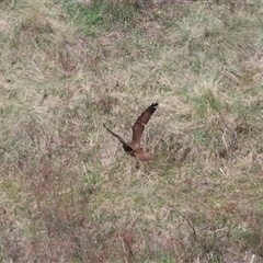 Falco berigora at Strathnairn, ACT - 10 Oct 2024 10:58 AM