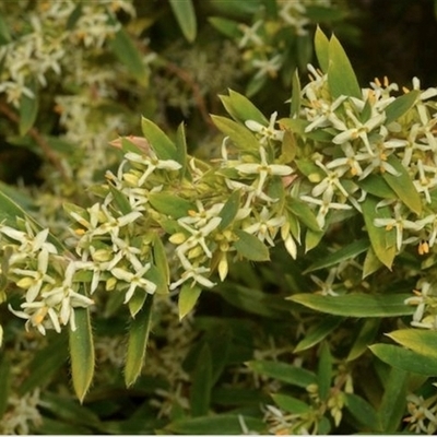 Pimelea cremnophila (Gorge Rice-flower) by MichaelBedingfield