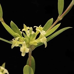 Pimelea cremnophila at suppressed - suppressed