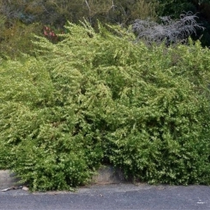 Pimelea cremnophila at suppressed - suppressed