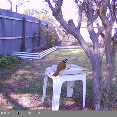 Entomyzon cyanotis (Blue-faced Honeyeater) at North Albury, NSW - 27 Sep 2024 by Darcy