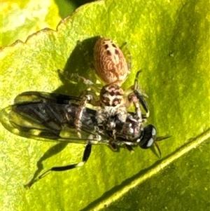 Opisthoncus sexmaculatus at Aranda, ACT - 10 Oct 2024 05:49 PM