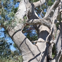 Eucalyptus sp. (A Gum Tree) at Anabranch South, NSW - 17 Feb 2023 by MB