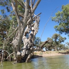 Eucalyptus sp. at Anabranch South, NSW - 17 Feb 2023