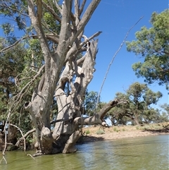 Eucalyptus (genus) at Anabranch South, NSW - suppressed