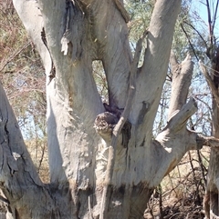 Eucalyptus sp. (A Gum Tree) at Anabranch South, NSW - 16 Feb 2023 by MB