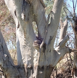 Eucalyptus sp. (A Gum Tree) at Anabranch South, NSW by MB