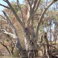 Eucalyptus sp. at Anabranch South, NSW - suppressed