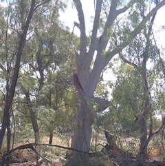 Eucalyptus sp. (A Gum Tree) at Anabranch South, NSW - 17 Feb 2023 by MB