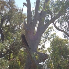 Eucalyptus sp. at Anabranch South, NSW - 17 Feb 2023