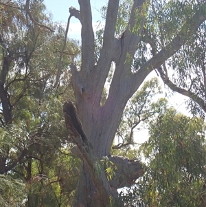 Eucalyptus sp. at Anabranch South, NSW - suppressed