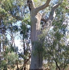 Eucalyptus sp. (A Gum Tree) at Anabranch South, NSW - 17 Feb 2023 by MB