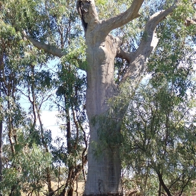 Eucalyptus sp. (A Gum Tree) at Anabranch South, NSW - 16 Feb 2023 by MB