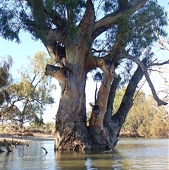 Eucalyptus sp. (A Gum Tree) at Wentworth, NSW - 17 Feb 2023 by MB