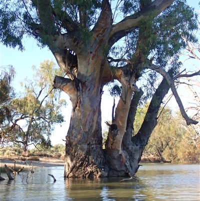 Eucalyptus sp. (A Gum Tree) at Wentworth, NSW - 18 Feb 2023 by MB