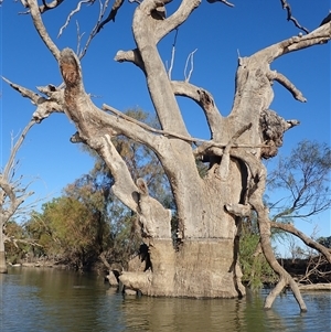 Eucalyptus sp. (A Gum Tree) at Wentworth, NSW by MB