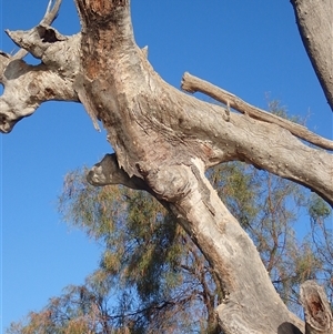 Eucalyptus sp. at Wentworth, NSW - suppressed