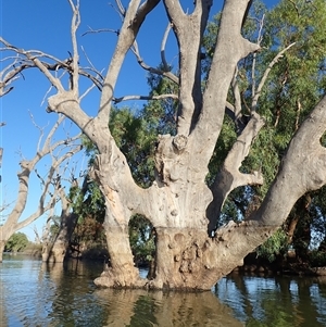 Eucalyptus sp. at Anabranch South, NSW - suppressed