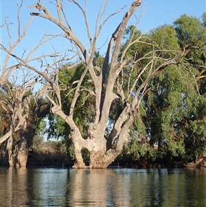 Eucalyptus sp. at Anabranch South, NSW - 18 Feb 2023