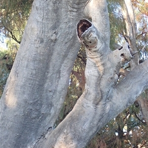 Eucalyptus sp. (A Gum Tree) at Anabranch South, NSW by MB