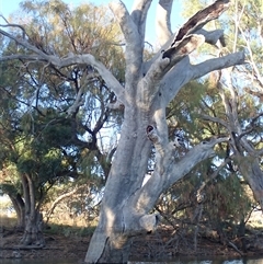 Eucalyptus sp. at Anabranch South, NSW - 18 Feb 2023