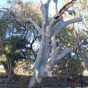 Eucalyptus sp. at Anabranch South, NSW - suppressed