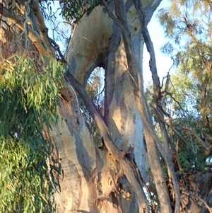 Eucalyptus sp. at Anabranch South, NSW - suppressed