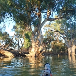 Eucalyptus sp. at Anabranch South, NSW - suppressed