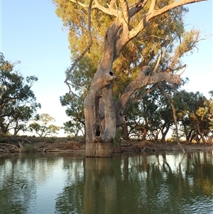 Eucalyptus sp. at Anabranch South, NSW - suppressed