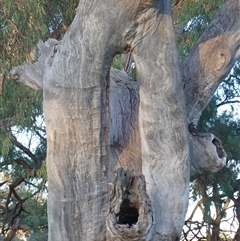 Eucalyptus sp. at Anabranch South, NSW - 18 Feb 2023