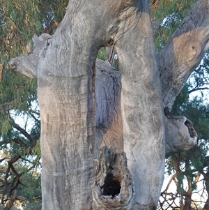 Eucalyptus sp. at Anabranch South, NSW - 18 Feb 2023