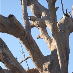 Eucalyptus sp. (A Gum Tree) at Wentworth, NSW - 18 Feb 2023 by MB