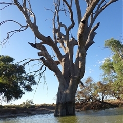 Eucalyptus sp. at Wentworth, NSW - suppressed