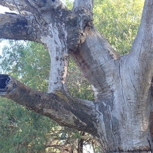 Eucalyptus sp. at Wentworth, NSW - suppressed