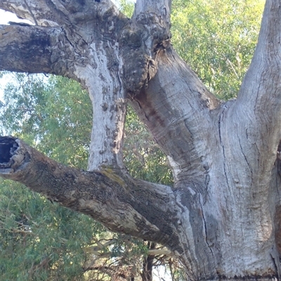 Eucalyptus sp. (A Gum Tree) at Wentworth, NSW - 18 Feb 2023 by MB