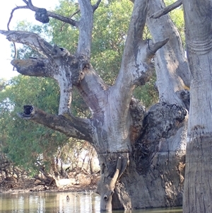 Eucalyptus sp. at Wentworth, NSW - suppressed