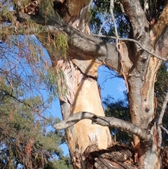 Eucalyptus sp. (A Gum Tree) at Wentworth, NSW - 18 Feb 2023 by MB