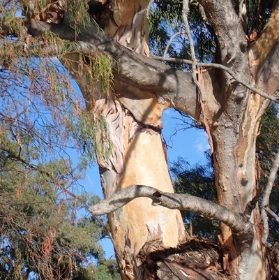 Eucalyptus sp. (A Gum Tree) at Wentworth, NSW - 17 Feb 2023 by MB